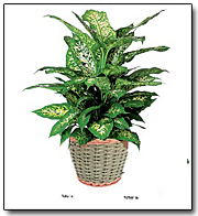 Dieffenbachia Plant