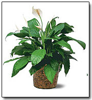 Spathiphyllum Plant