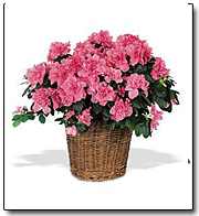 Summer Alstromeria 