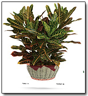 Croton Plant