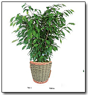 Ficus Plant