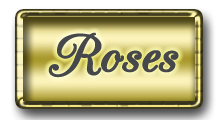 Birthday and Celebration Flowers and Arrangments